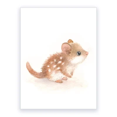 Petit quoll, illustration pour enfant